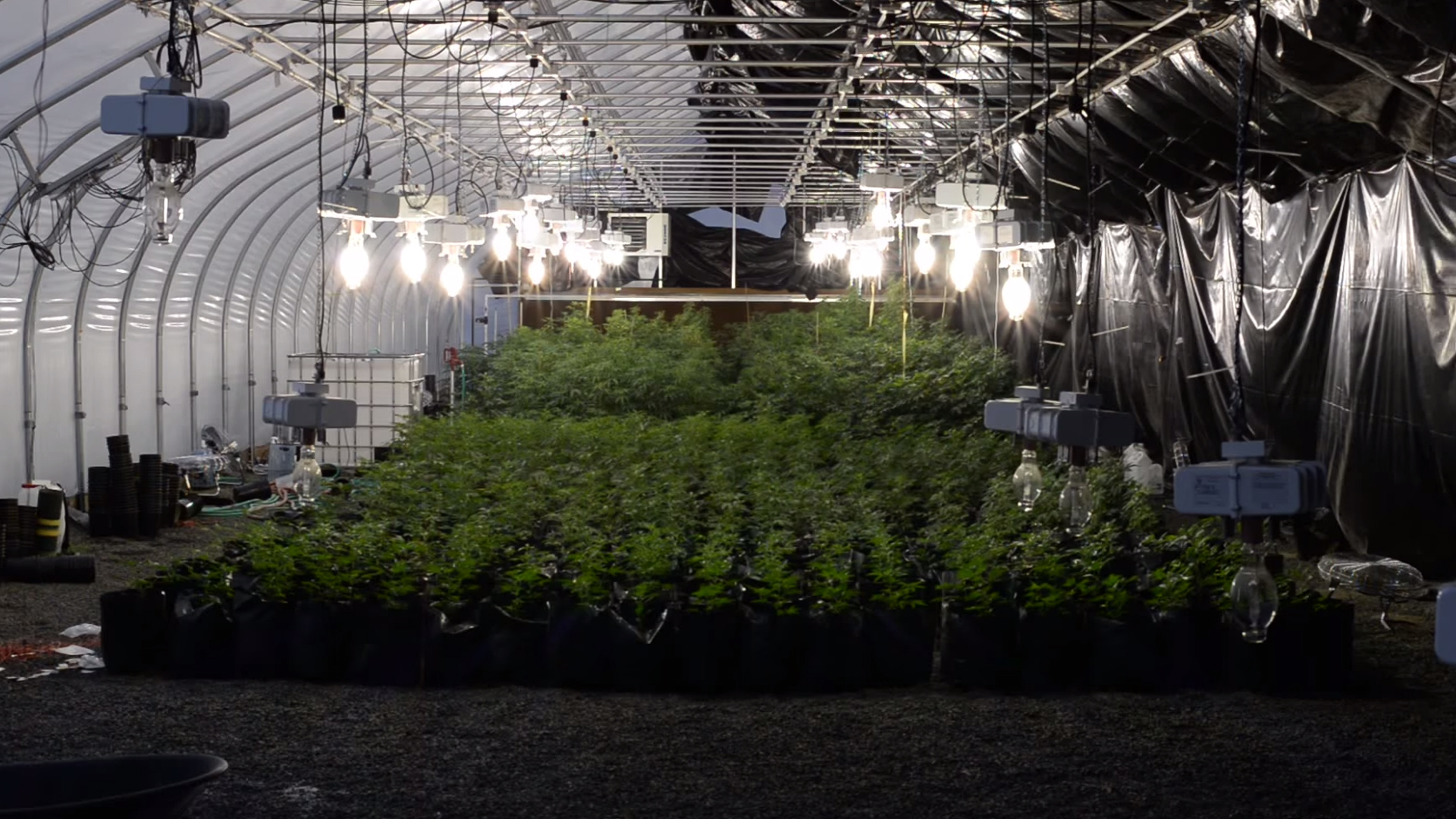This 4 Friends Make K A Day At Their Pot-Farm Startup. Whoa!!!