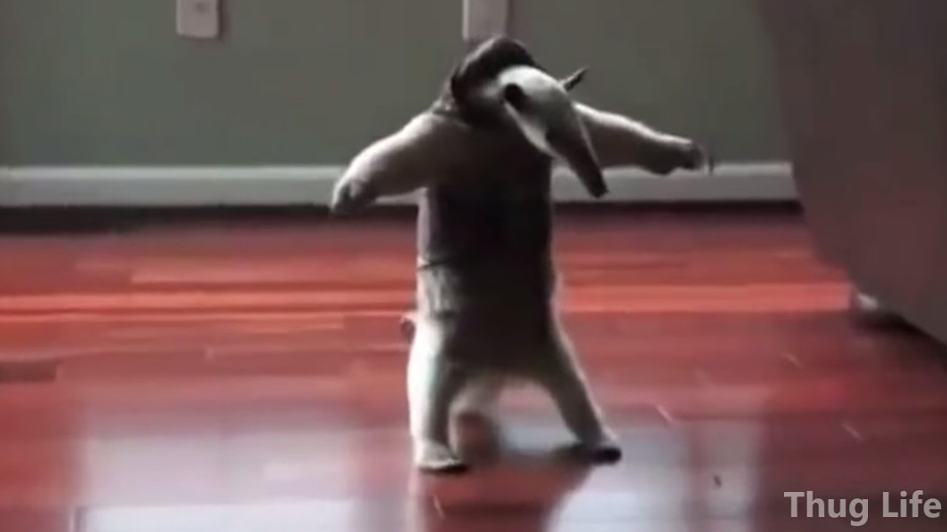 These Animals Lived A Normal Life Until The Thug Life Chose Them…