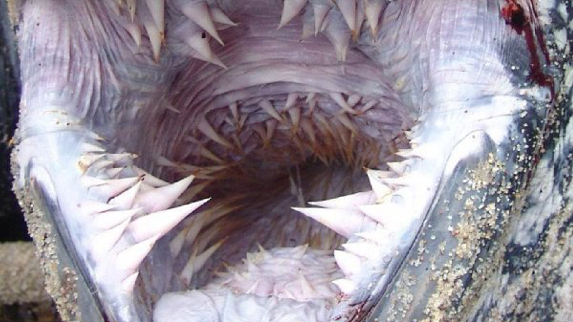 Have A Look Inside The Mouth Of These 10 Animals And Try Not To Freak Out