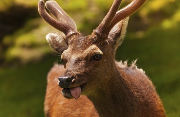 Amusing deer