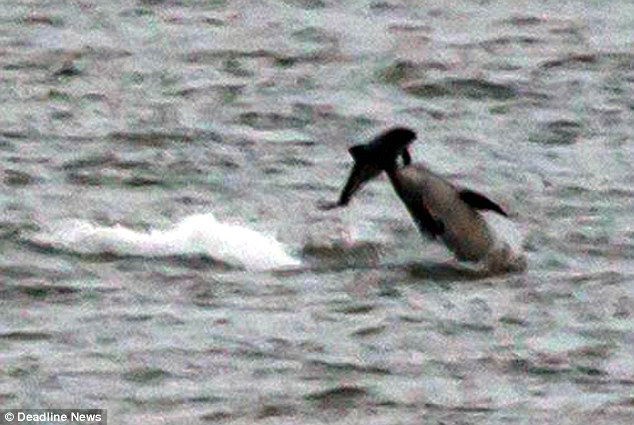 Dolphins-Attack-Baby-Porpoises