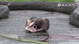 decapitated-snake