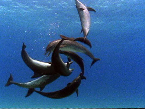 dolphin-bottlenose-aggressive