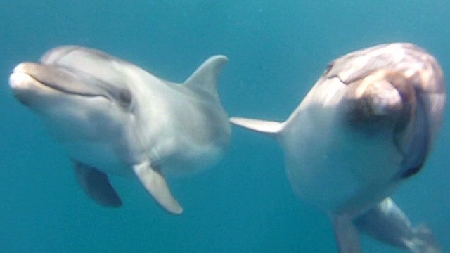 dolphins-1