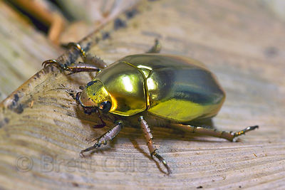 The famous and beautiful Golden Scarab Beetle, highly sought after by collectors, who pay up to $100 for a specimen, Monteverde Cloud Forest, Costa Rica.
