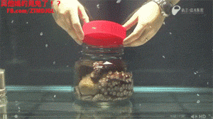 octopus-jar
