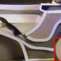 This Video Shows How Rats Get Inside Your Toilet. #SCARY