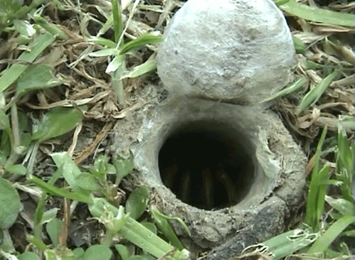 spider-burrow