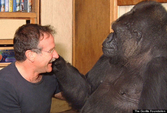 Koko-the-gorilla-and-Robin-Williams