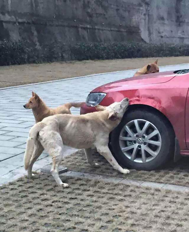 Dogs-destorying-car