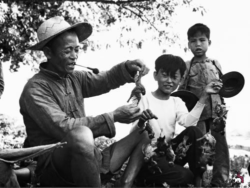 Sparrows-killed-during-1958-to-1962-in-china