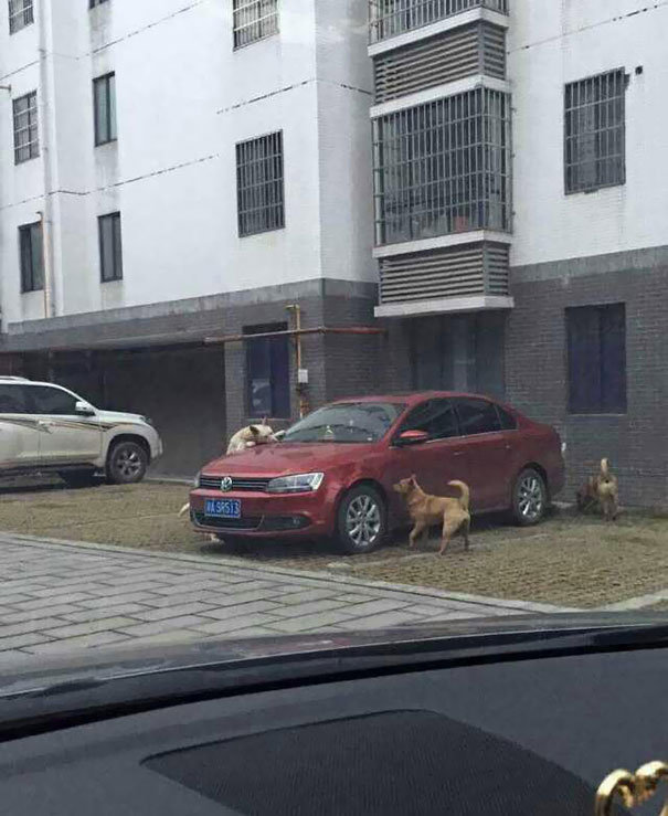 stray-dogs-revenge-