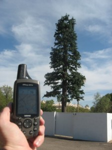 A pine tree disguised cell tower in Tempe, Arizona-10
