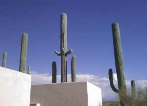 cell-phone-tower-disguised-as-a-cactus-18