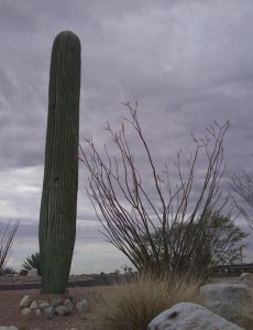 cell-phone-tower-disguised-as-a-cactus-8