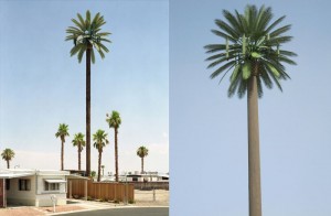 cell-phone-tower-disguised-as-a-palm-tree-3