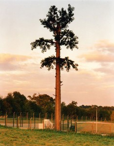 cell-phone-tower-disguised-as-a-tree-12