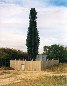 cell-phone-tower-disguised-as-a-tree-16