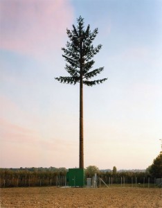 cell-phone-tower-disguised-as-a-tree-17