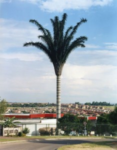 cell-phone-tower-disguised-as-a-tree-19