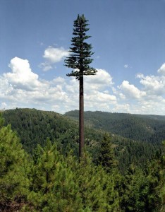 cell-phone-tower-disguised-as-a-tree-2