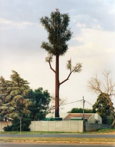 cell-phone-tower-disguised-as-a-tree-20