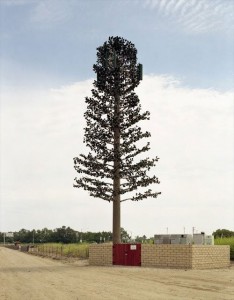 cell-phone-tower-disguised-as-a-tree-22