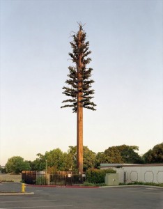 cell-phone-tower-disguised-as-a-tree-23