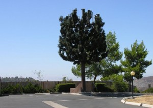 cell-phone-tower-disguised-as-a-tree-24