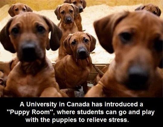 cool-Canada-college-puppy-room-stress-1
