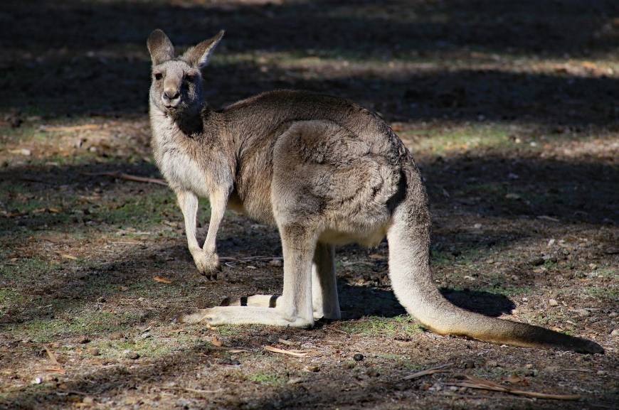 australian-fired-for-getting-mad-about-pokemon-go-photo-u1