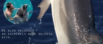 Unbelievable Discovery: Dolphin Found Off Greek Coast with Extraordinary ‘Thumbs’!